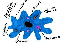  amoeba 