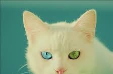  cat with a blue eye and a green eye 