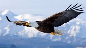 eagle in flight 