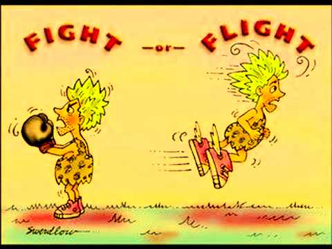  fight or flight 