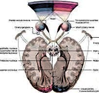  eyeball and brain anatomy 