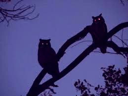  owls in the dark 