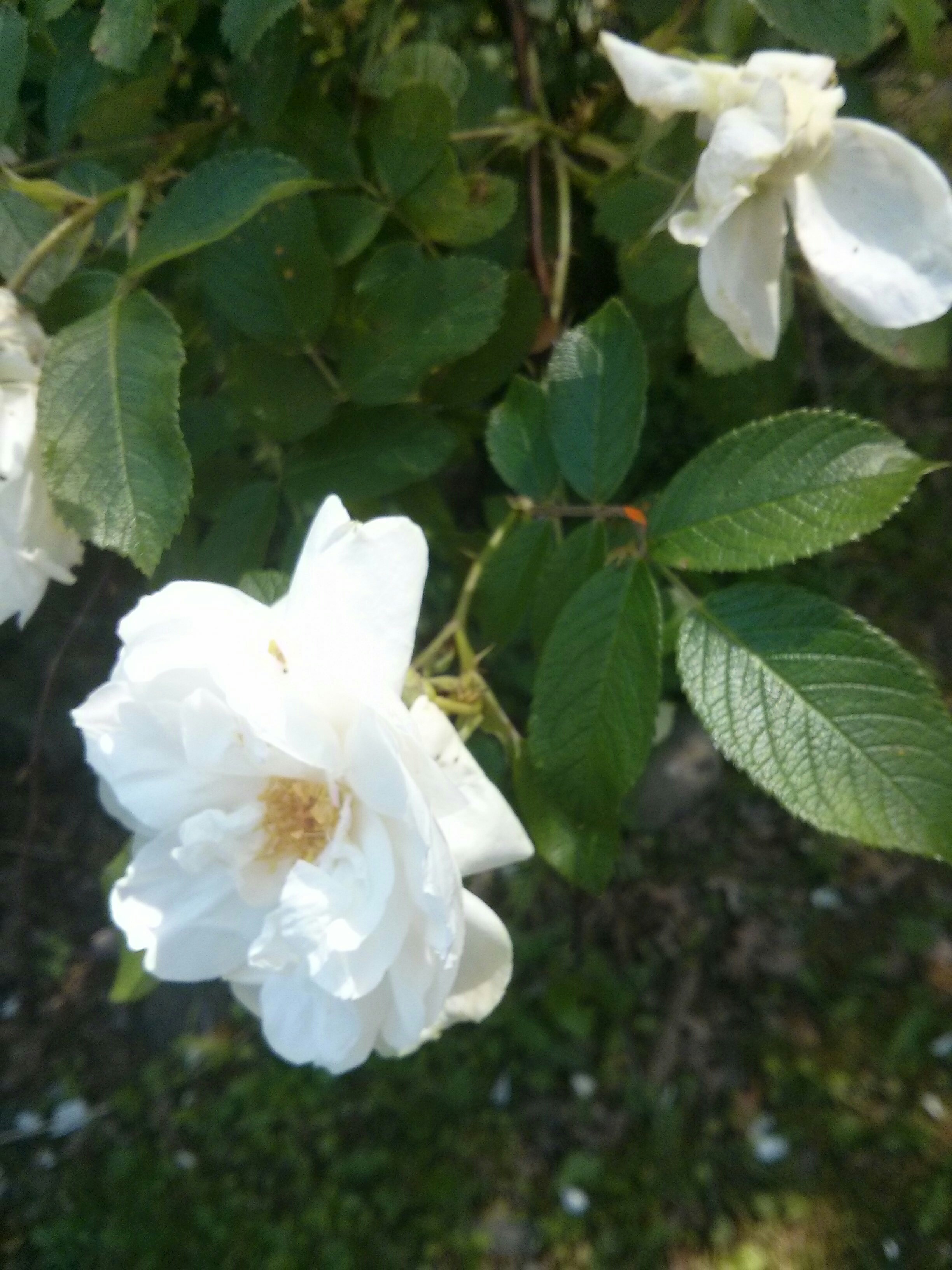  white flower blossom 